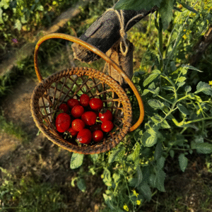 Red Cherry Tomatoes (Sweet)