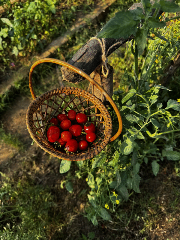Red Cherry Tomatoes (Sweet)