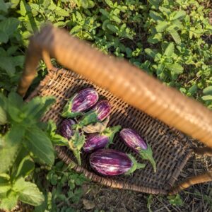 Kateri Brinjal (Small)