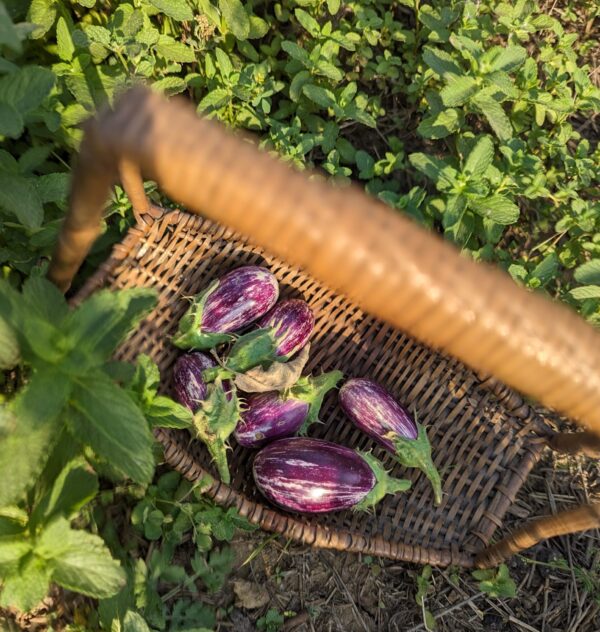 Kateri Brinjal (Small)