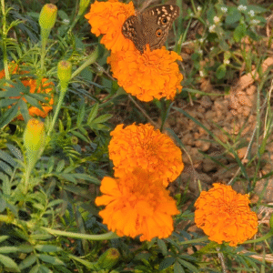 Marigold (mix)