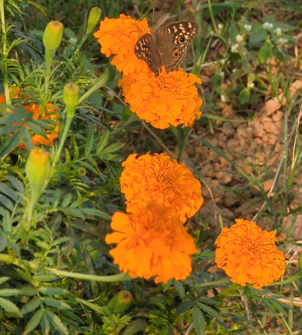 Marigold (mix)