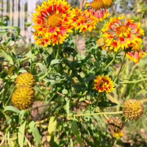 Blanket Flowers/Gaillardia
