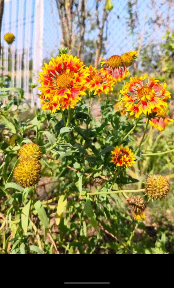 Blanket Flowers/Gaillardia